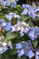 Hydrangea macr. 'Endless Summer®'Pop Star Blue'® - Obrázek 2