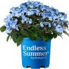 Hydrangea macr. 'Endless Summer®'Pop Star Blue'® - C2L