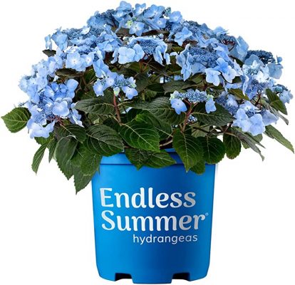 Hydrangea macr. 'Endless Summer®'Pop Star Blue'®