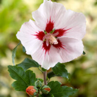 Hibiscus syriacus 'Hamabo' - stromkový KM60