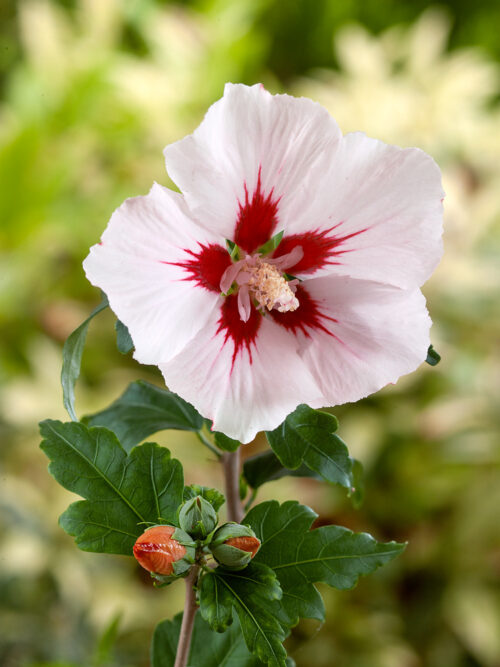 Hibiscus syriacus 'Hamabo' - stromkový KM60 - Obrázek 1