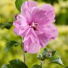 Hibiscus syriacus 'Ardens' - stromkový - Kontejner 3l, v. kmínku 30 cm