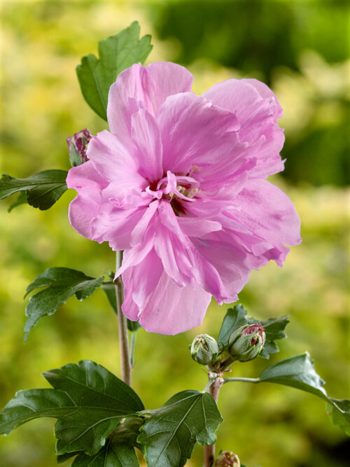 Hibiscus syriacus 'Ardens' - stromkový - Obrázek 1