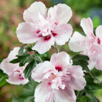 Hibiscus syriacus 'Lady Stanley' - stromkový