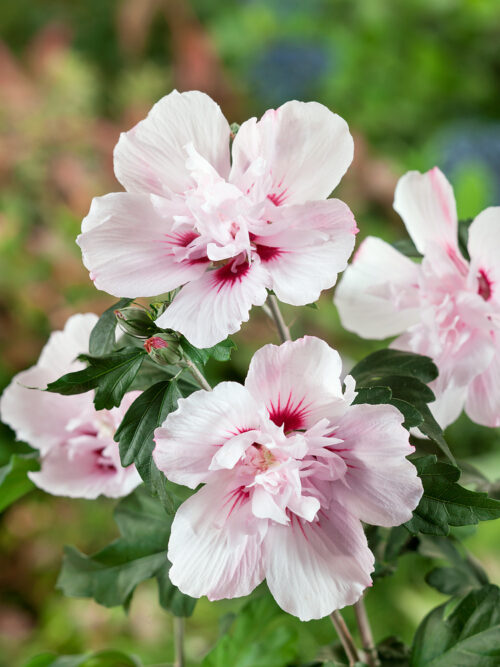 Hibiscus syriacus 'Lady Stanley' - stromkový - Obrázek 1