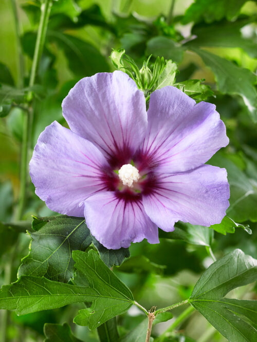 Hibiscus syriacus 'Marina' - stromkový KM30 - Obrázek 1