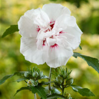 Hibiscus syriacus 'Speciosus' - stromkový