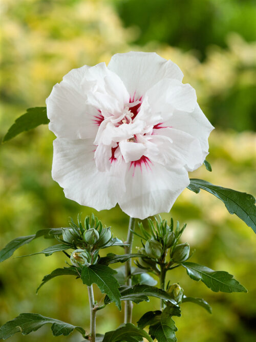 Hibiscus syriacus 'Speciosus' - stromkový - Image 1