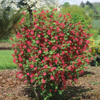 Ribes sang. 'King Edward VII'