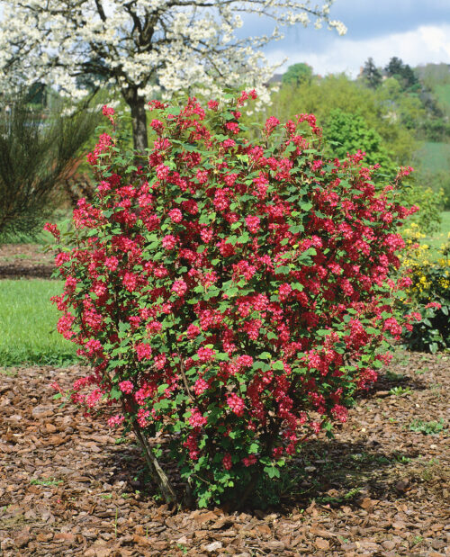 Ribes sang. 'King Edward VII' - Obrázek 1