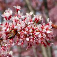 Prunus serrulata 'Okame'