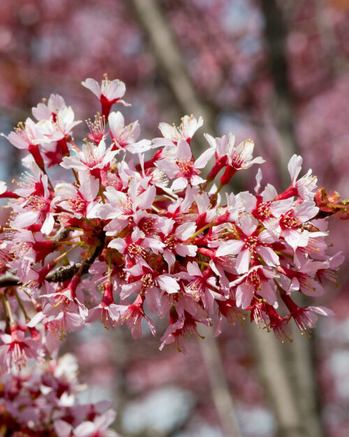 Prunus serrulata 'Okame' - Obrázek 1