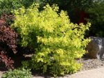 Physocarpus opulifolius 'Angel Gold'®
