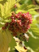 Physocarpus opulifolius 'Angel Gold'® - Obrázek 2