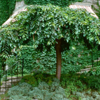 Ulmus glabra 'Camperdownii'