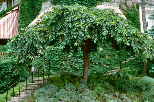 Ulmus glabra 'Camperdownii' - Obrázek 1