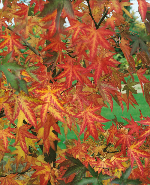 Liquidambar styraciflua 'Worplesdon' - Obrázek 2