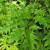 Quercus rubra 'Haaren' - C30L KM180 CM