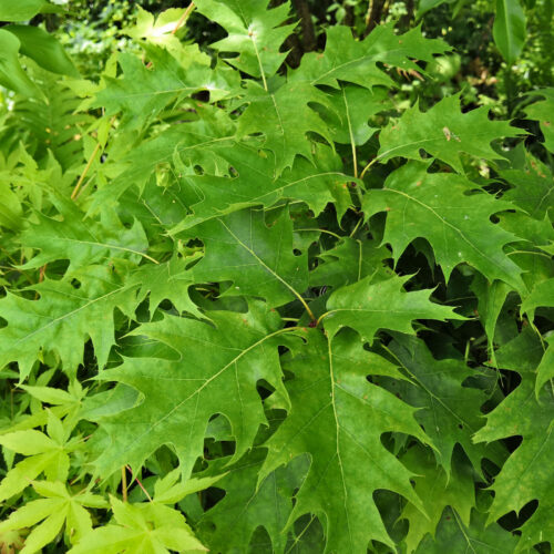 Quercus rubra 'Haaren' - Obrázek 1