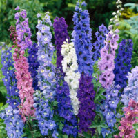 Delphinium cultorum TRIO