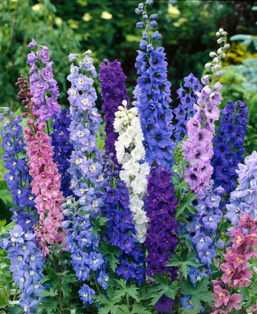 Delphinium cultorum TRIO - Obrázek 1