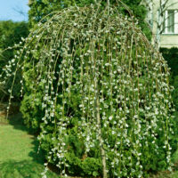 Salix caprea 'Kilmarnock' (Pendula)