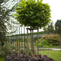 Liriodendron tulipifera 'Edward Gursztyn'