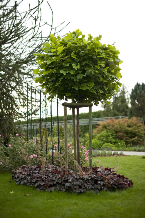 Liriodendron tulipifera 'Edward Gursztyn' - Obrázek 1