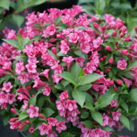 Weigela 'Bouquet Rose'