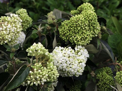 Viburnum 'Eskimo' - Obrázek 2