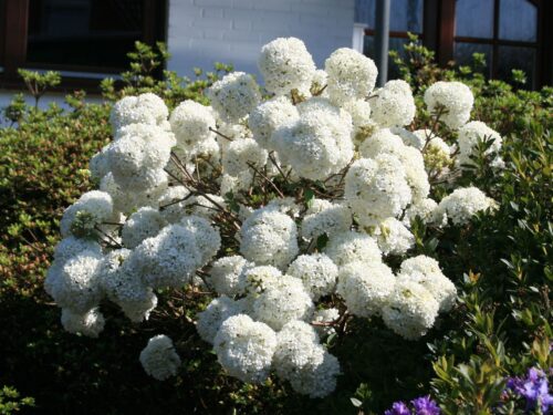 Viburnum 'Eskimo' - Obrázek 1
