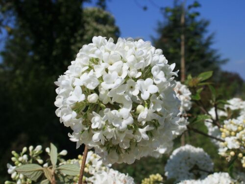Viburnum 'Eskimo' - Obrázek 3