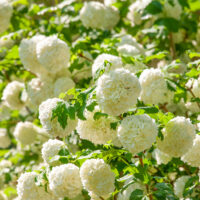 Viburnum opulus