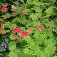 Acer shirasawanum 'Moonrise'®