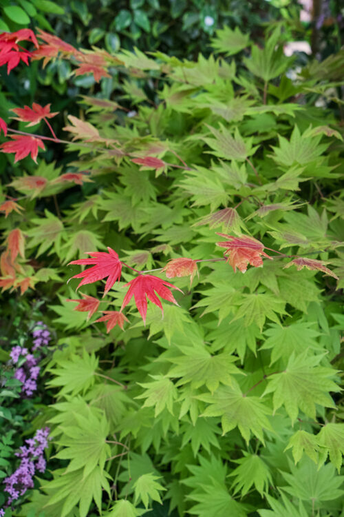 Acer shirasawanum 'Moonrise'® - Obrázek 1