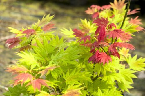 Acer shirasawanum 'Moonrise'® - Obrázek 2
