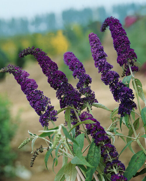 Buddleja davidii 'Empire Blue' - Obrázek 1