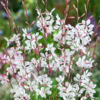 Gaura lindheimeri 'Whirling Butterflies'