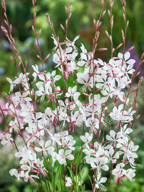 Gaura lindheimeri 'Whirling Butterflies' - Obrázek 1