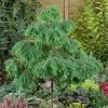 Metasequoia glypt. 'Matthaei Broom' - kontejner - výška kmínku 100 CM