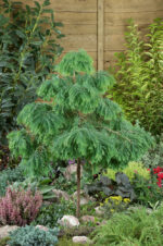Metasequoia glypt. 'Matthaei Broom'