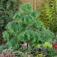 Metasequoia glypt. 'Matthaei Broom'