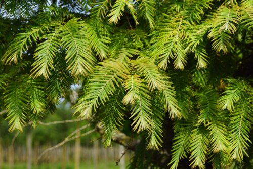 Metasequoia glypt. 'Matthaei Broom' - Obrázek 2