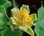 Liriodendron tulipifera - Obrázek 2