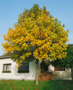Liriodendron tulipifera