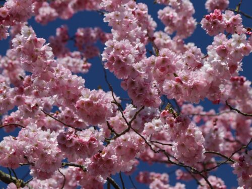 Prunus 'Accolade' - Obrázek 2