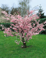 Prunus 'Accolade'