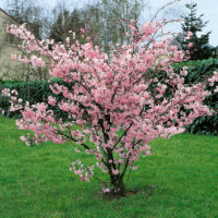 Prunus 'Accolade'