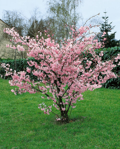 Prunus 'Accolade' - Obrázek 1