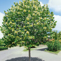 Tilia tomentosa 'Silver Globe'